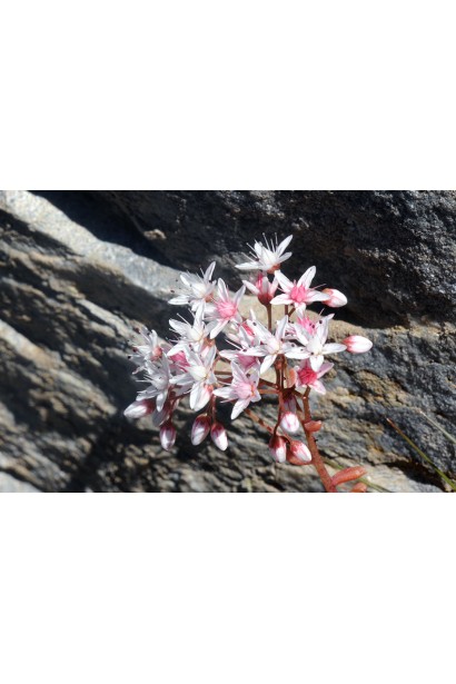 Очиток білий Атропурпуреум - квітучий сукулент із ніжними білими квітами