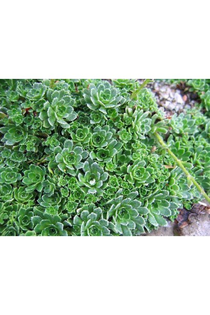 Ломикамінь волотистий Срібноокантований