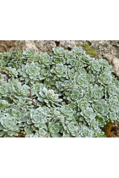 Saxifraga paniculata Argenteomaculata