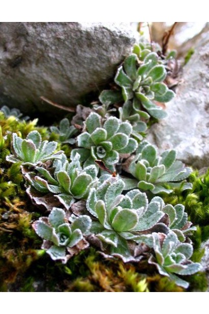 Ломикамінь волотистий зелене листя з сріблястою облямівкою