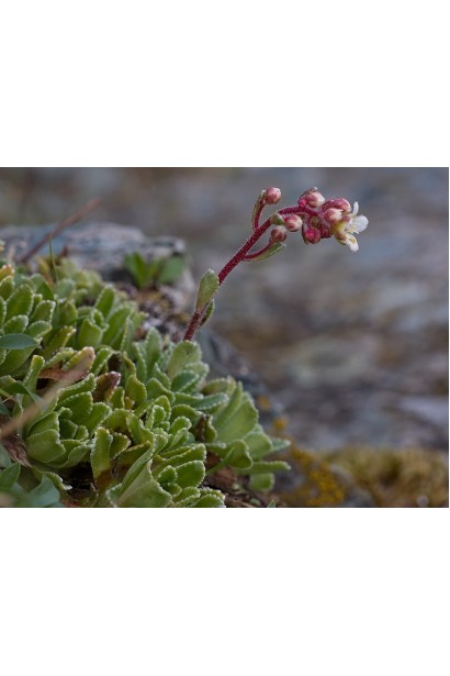 Ломикамінь волотистий Срібноокантований квітка