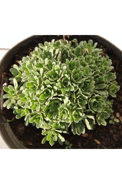 Ломикамінь волотистий Срібноокантований саджанець