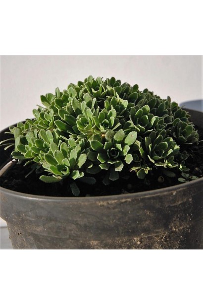 Ломикамінь волотистий Срібноокантований в горщику