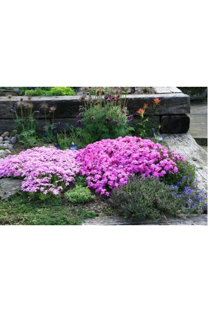 Насичено-рожеві квіти флокса Мак Даніелс Кюшон у весняному саду.