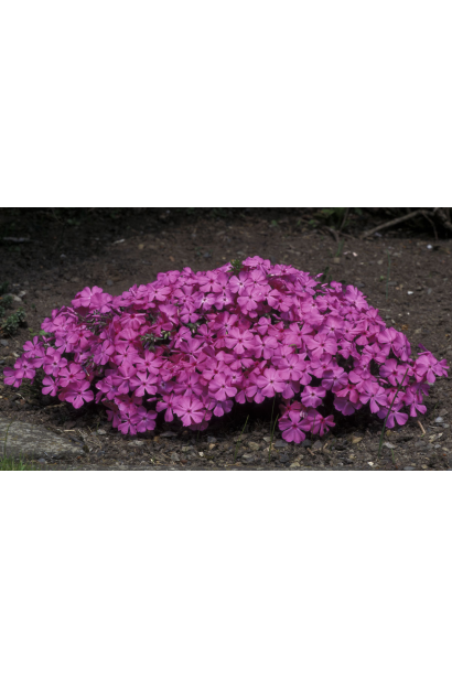 Phlox subulata McDaniel’s Cushion утворює яскравий рожевий килим.