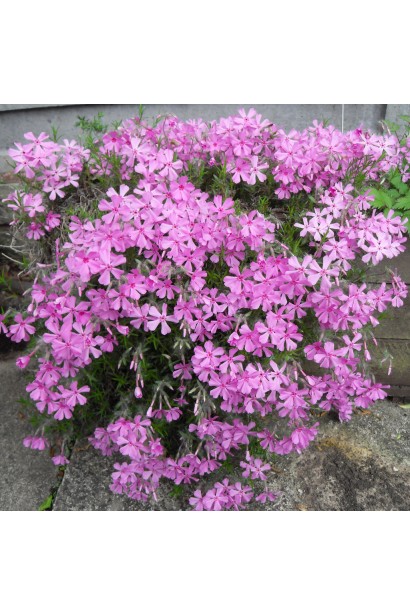 Шилоподібний флокс Мак Даніелс Кюшон цвіте густими рожевими квітами.