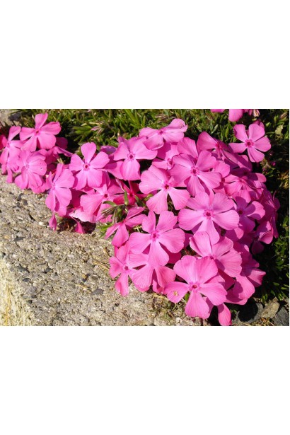 Компактний флокс McDaniel’s Cushion з ніжними рожевими квітами.