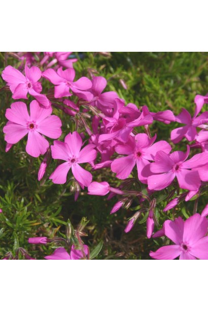 Пишний рожевий цвіт флокса Мак Даніелс Кюшон у весняному пейзажі.