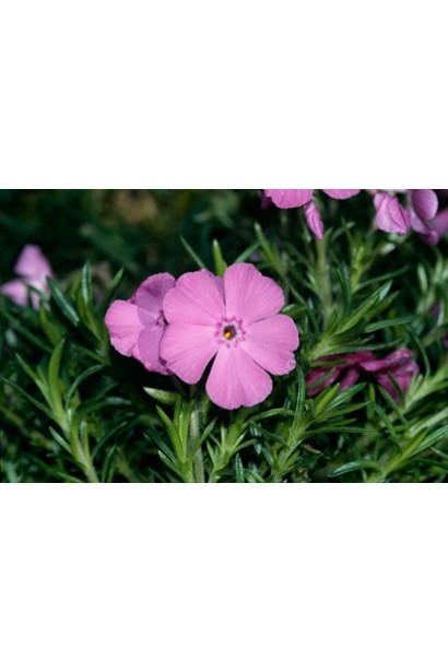 Флокс Мак Даніелс Кюшон 