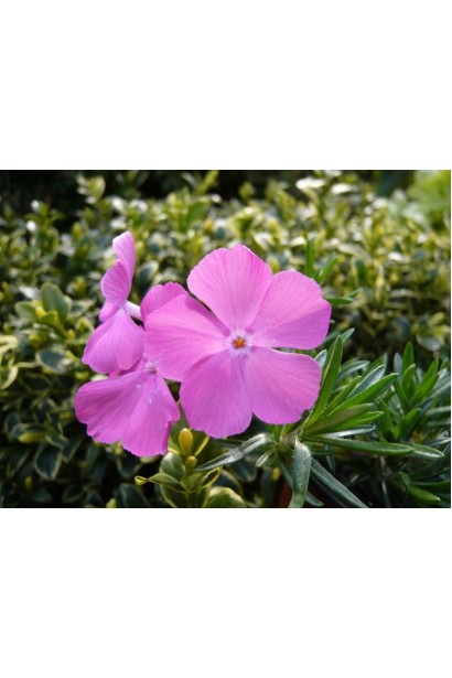 Яскравий рожевий флокс McDaniel’s Cushion під час весняного цвітіння.