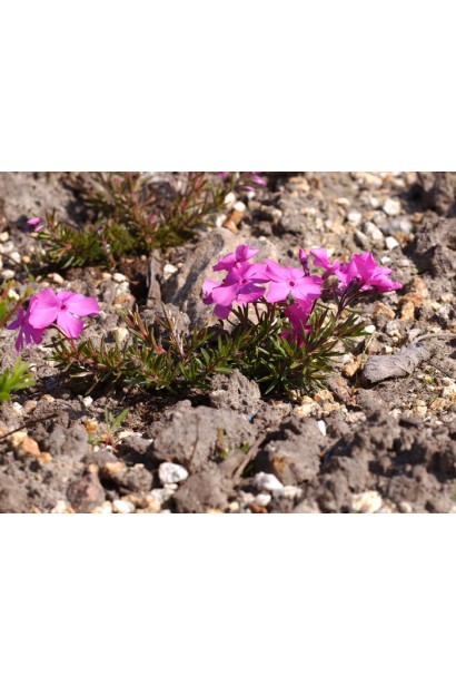 Phlox subulata McDaniel’s Cushion
