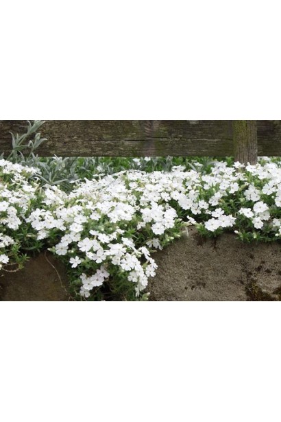 Флокс Майшнее прикрашає клумби своїм чистим білим цвітом.