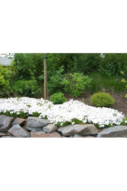 Шилоподібний флокс Майшнее створює елегантний вигляд у ландшафті.