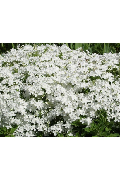 Флокс шилоподібний Майшнее прикрашає сад своїми білосніжними квітами.