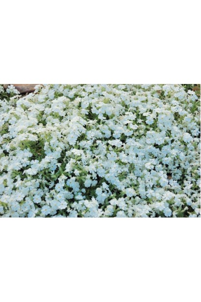 Шилоподібний флокс Майшнее створює густий квітучий покрив.