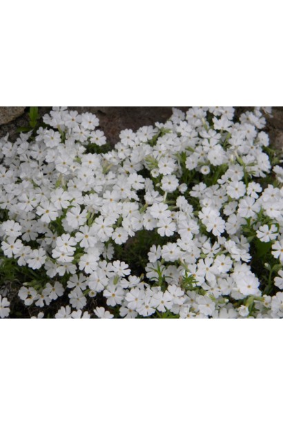 Весняне цвітіння флокса Майшнее прикрашає сонячні ділянки.