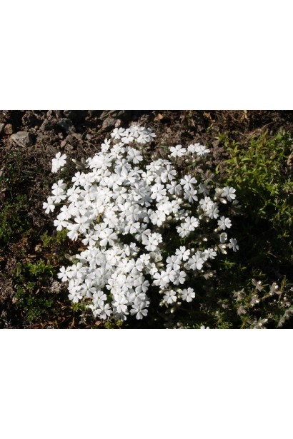 Phlox subulata Maischnee ідеально підходить для садів у стилі мінімалізму.