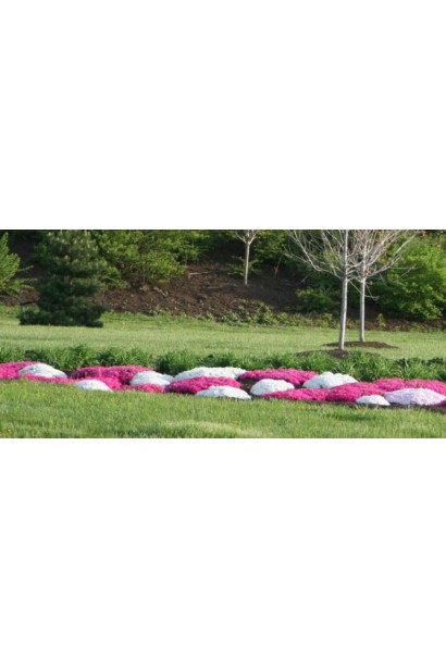 Ніжно-білі квіти флокса Майшнее на фоні зеленої трави.