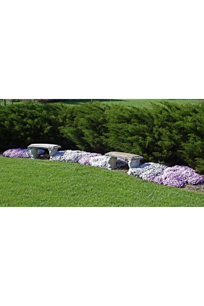 Phlox subulata Maischnee