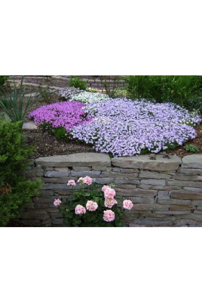 Phlox subulata Emerald Cushion Blue в полном весеннем цветении.