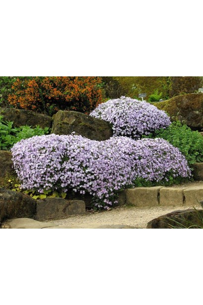 Ландшафтный дизайн с флоксом Emerald Cushion Blue на альпийской горке.