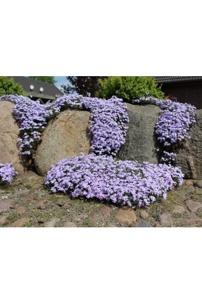 Флокс шиловидный Эмеральд Кюшон Блю