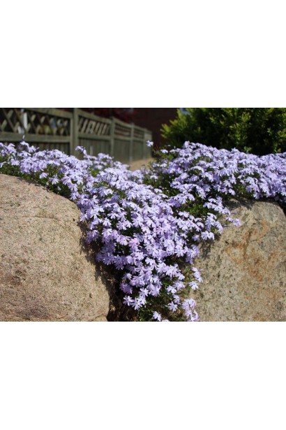 Phlox subulata Emerald Cushion Blue