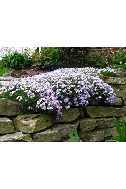 Флокс Эмеральд Крюшон Блю