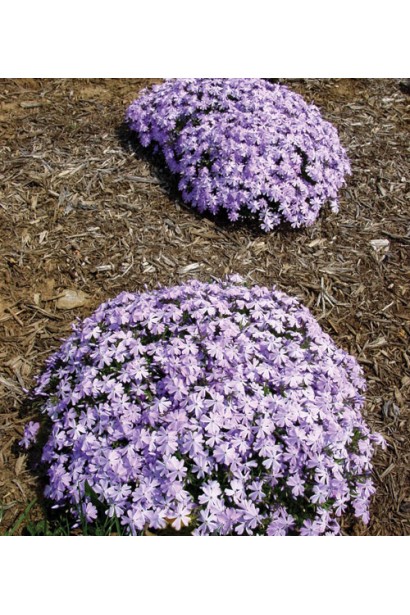 Яркий весенний акцент из флокса шиловидного Emerald Cushion Blue.