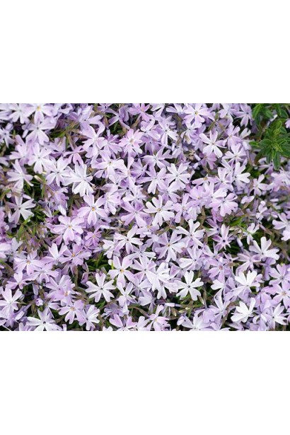 Нежно-голубой флокс Emerald Cushion Blue украшает садовую клумбу.