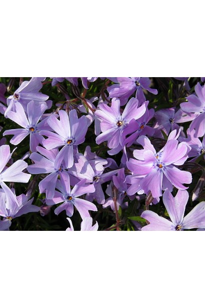 Phlox subulata Emerald Cushion Blue