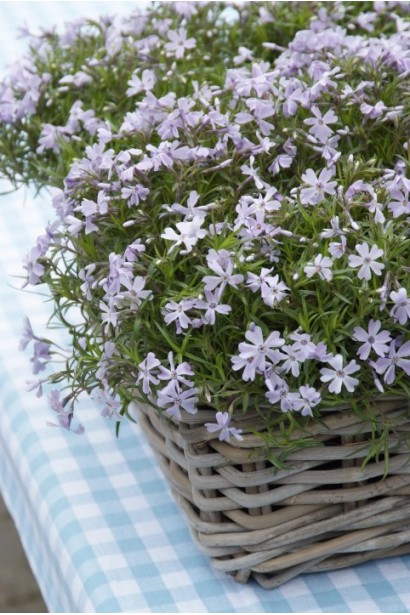 Флокс Эмеральд Крюшон Блю