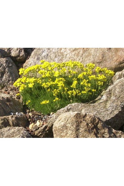 Драба брюніфолія