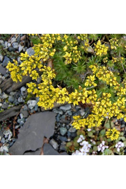 Draba bruniifolia