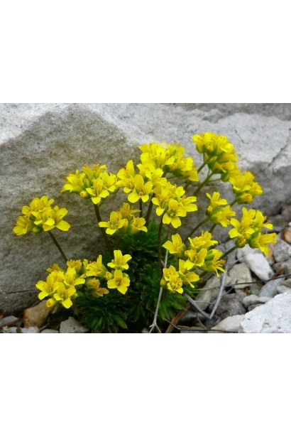 Крупка кавказька дрібні золотисто-жовті квіти