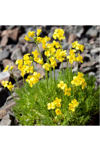 Крупка кавказька