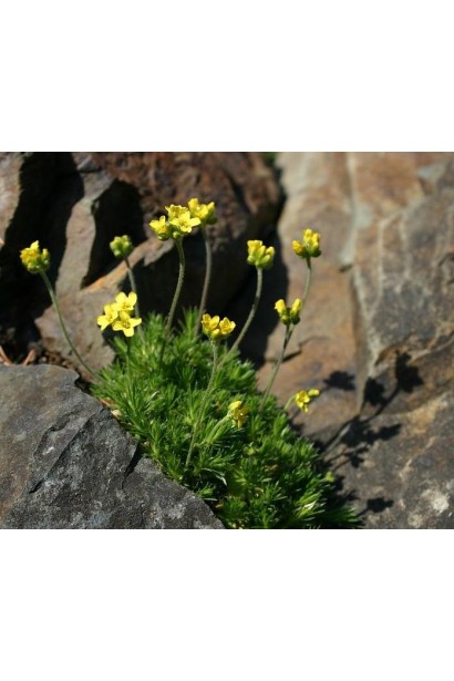 Draba brunifolia ssp. olympica