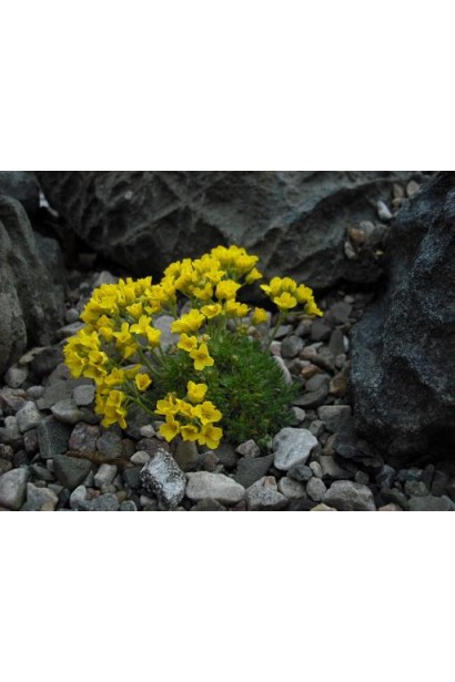 Крупка кавказька в кам’янистому саду