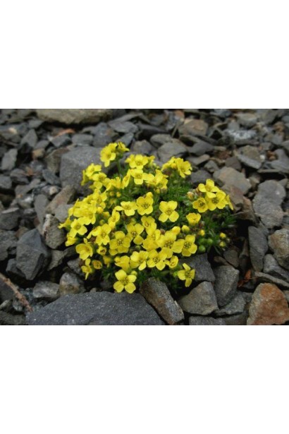 Драба олімпійська