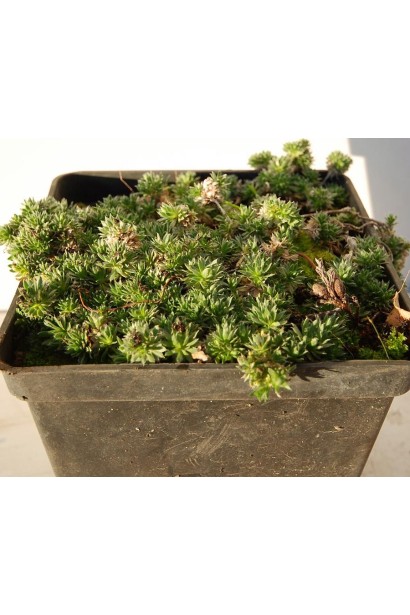 Крупка кавказька саджанець Р9