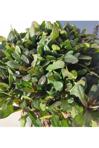 Аюга повзуча Чоколат Чіп