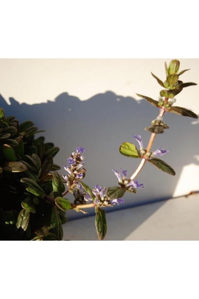  Ajuga reptans Chocolate Chip