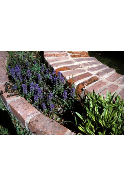 Горлянка повзуча Чоколат Чіп на клубі