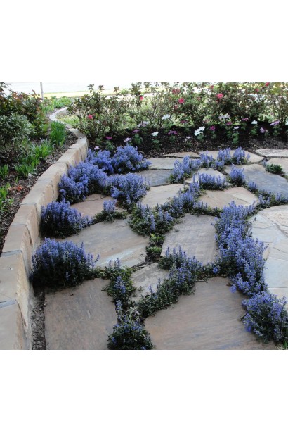 Горлянка повзуча Чоколат Чіп в щілинах між плитами