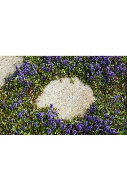 Горлянка повзуча Шоколад Чіп