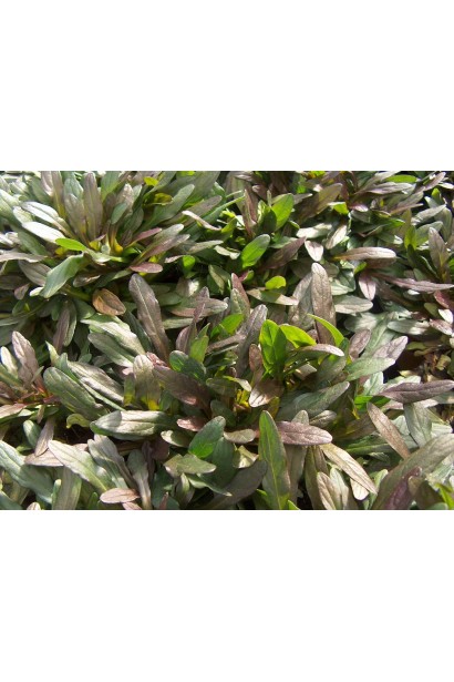 Горлянка Чоколат Чіп зелене листя з шоколадним відтінком