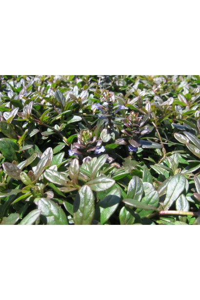 Горлянка повзуча Чоколат Чіп