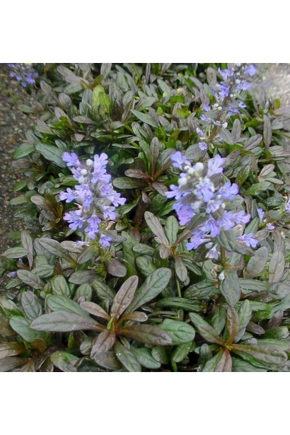 Горлянка Чоколат Чіп блакитні суцвіття