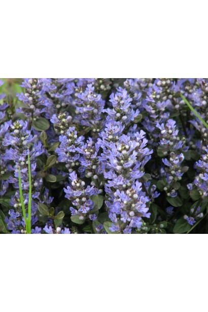 Горлянка повзуча Чоколат Чіп цвітіння