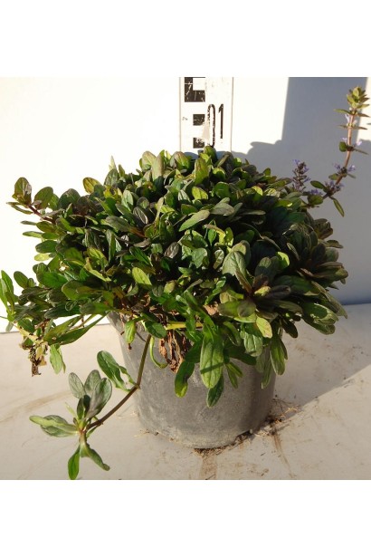 Горлянка повзуча Чоколат Чіп контейнер 3 л